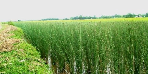 Cây Bàng sợi và làng nghề Phò Trạch Đệm