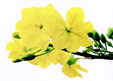 Tết nguyên đán có từ bao giờ?