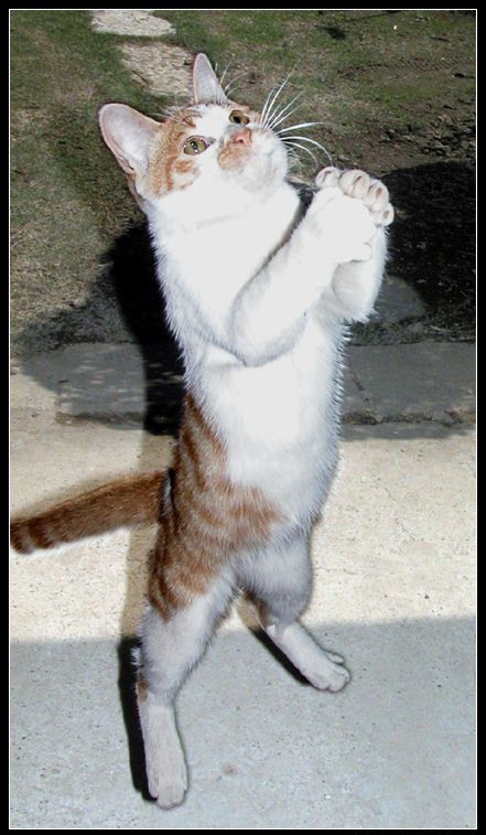 Bài toán tình yêu