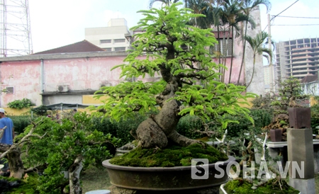 Sắc hoa Tết rực rỡ trên đất cố đô