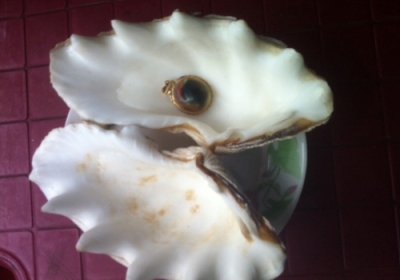 Thừa Thiên Huế-Ốc biển biến thành ngọc hiếm