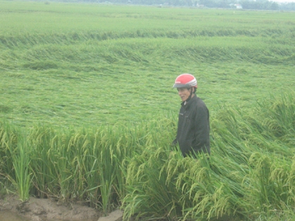 Nông dân điêu đứng vì lúa đổ, ngã 