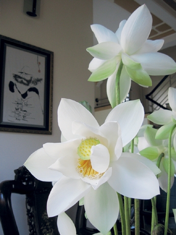 Sen mùa Phật đản