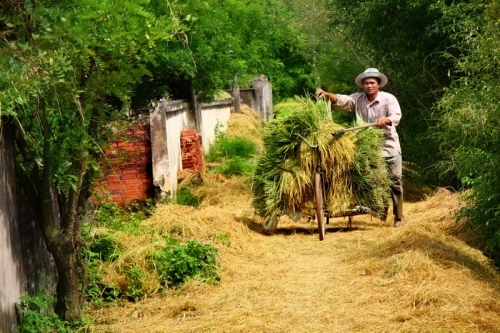 Mùa gặt đã về