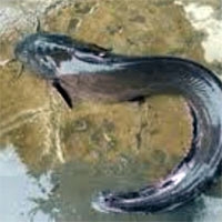 Tử vong vì bị cá ngát đâm