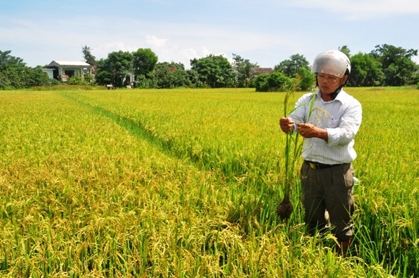 Nguy cơ mất năng suất vì bệnh lạ trên lúa