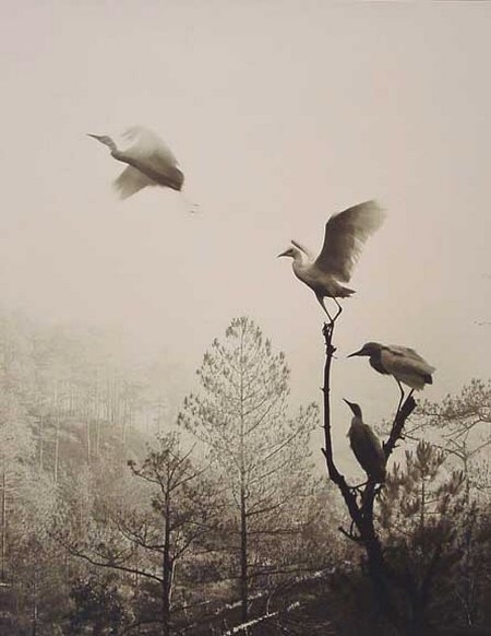 Phong cảnh Việt Nam đẹp như tranh vẽ dưới ống kính nhiếp ảnh gia