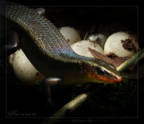 Nông dân làm giàu từ nuôi rắn mối