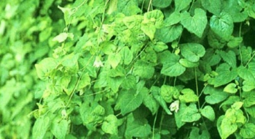 2 bài thuốc nổi tiếng chữa tiểu đường "100% không tái phát"