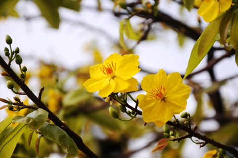 Mừng xuân Ất Mùi 2015